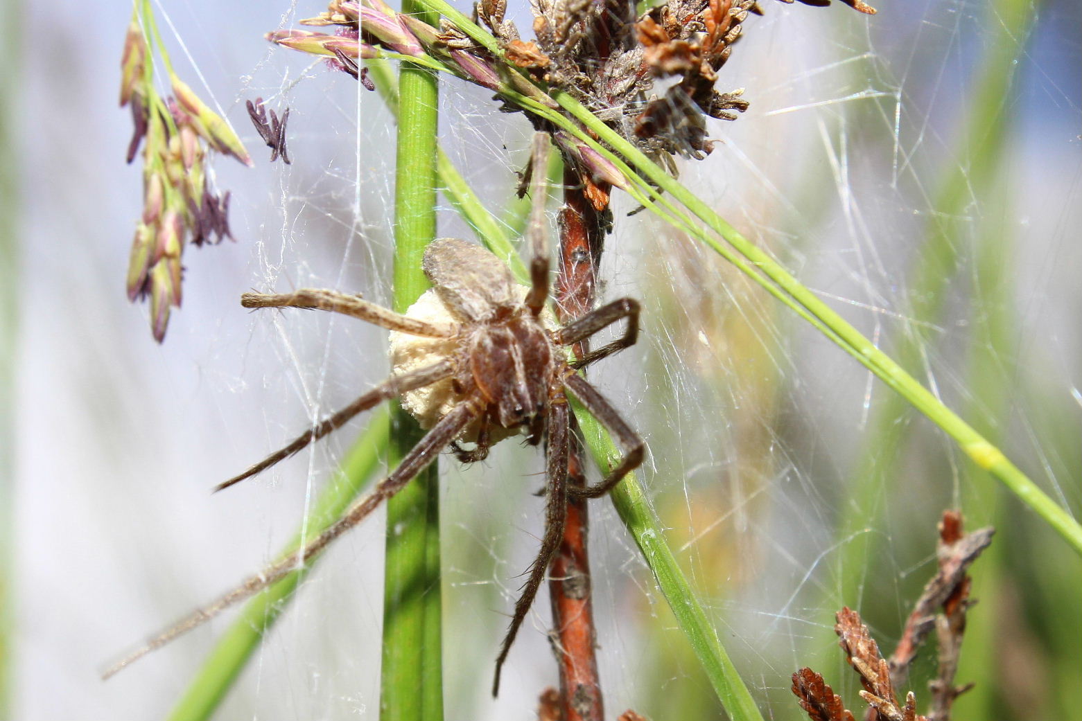 Pisaura sp. - Monte Aiona (GE)